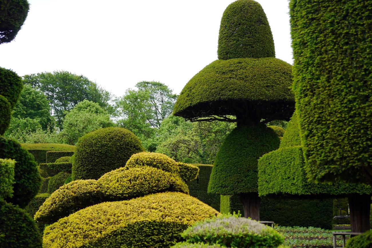 A garden with many different types of bushes