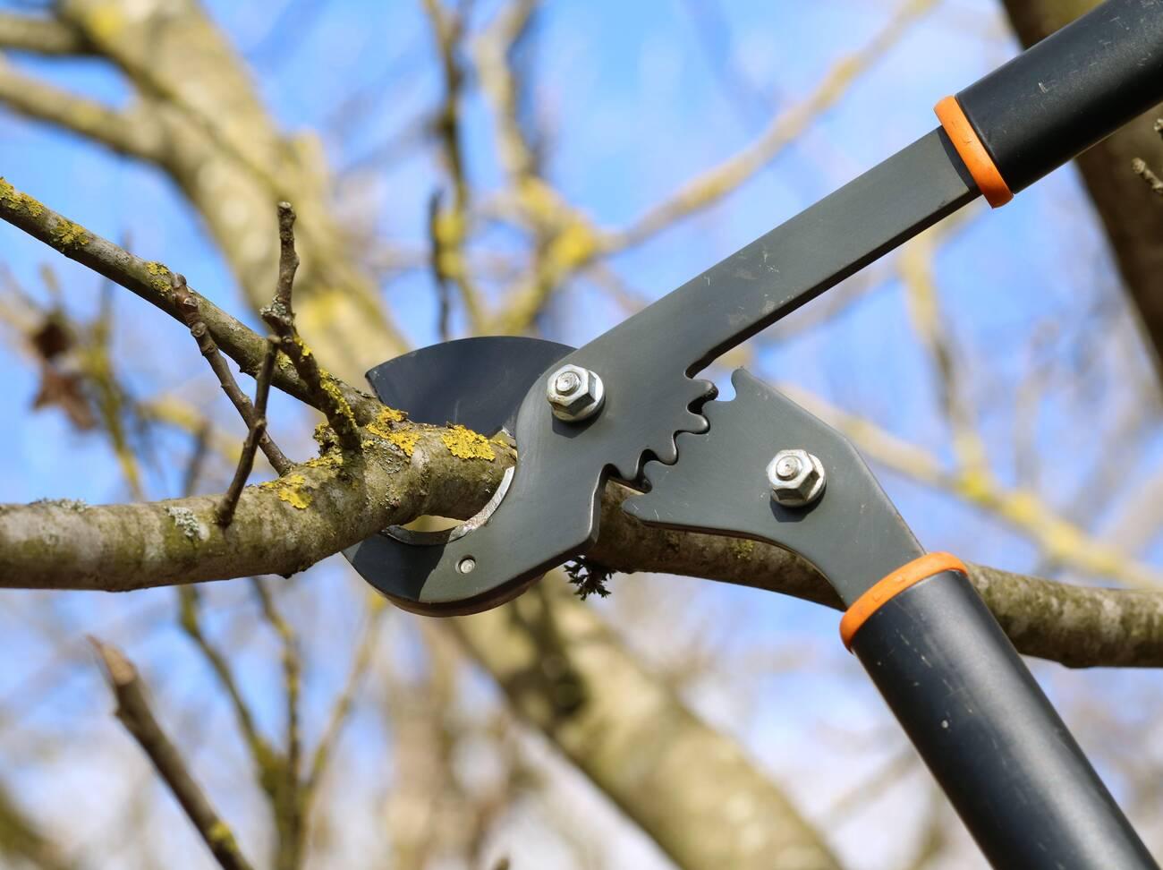 A pair of scissors cutting branches off a tree.