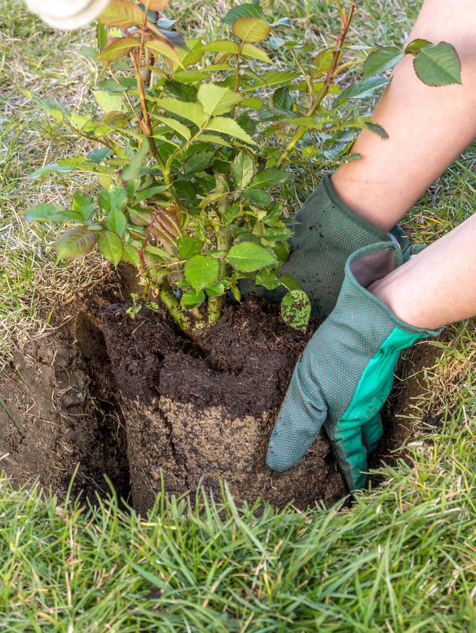 A person in gloves is digging into the ground