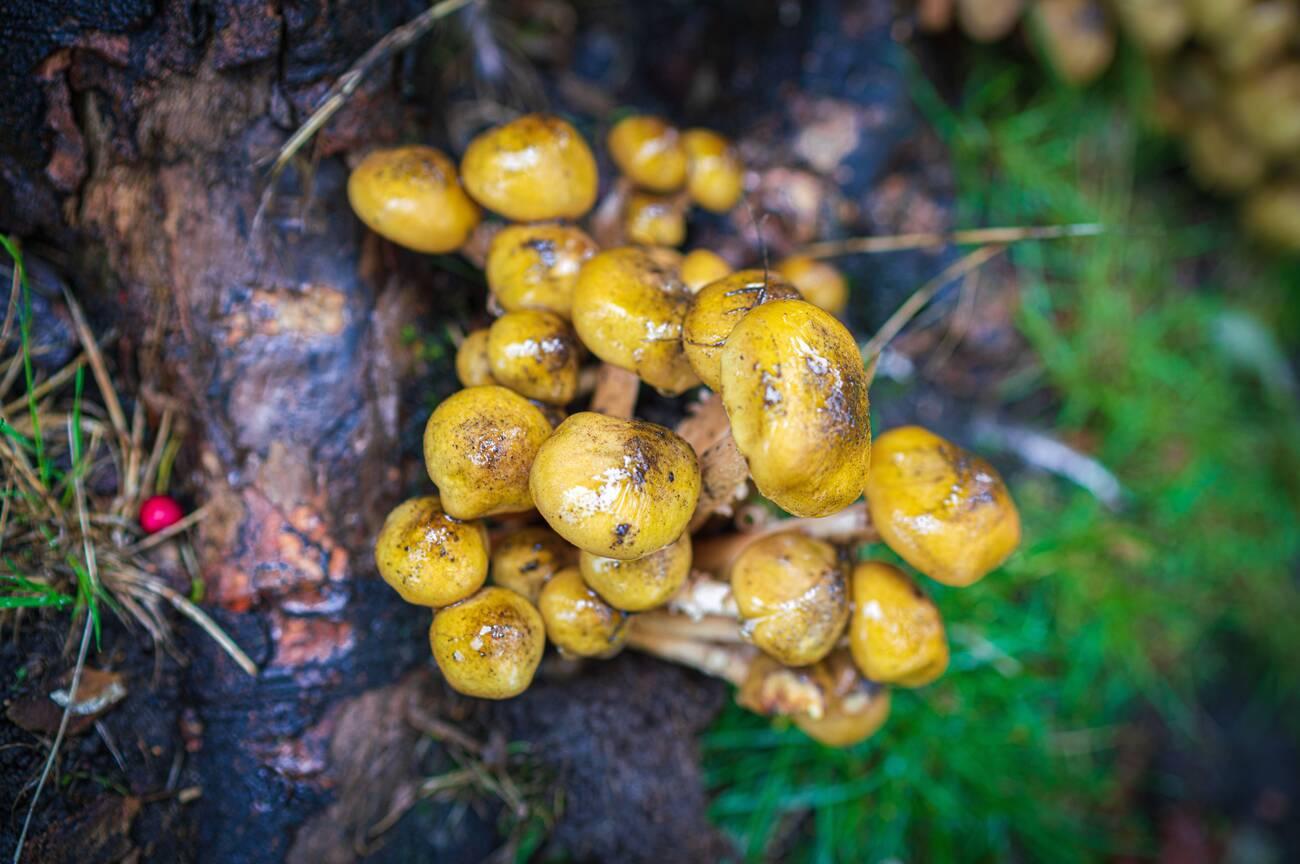 A bunch of yellow mushrooms on the ground
