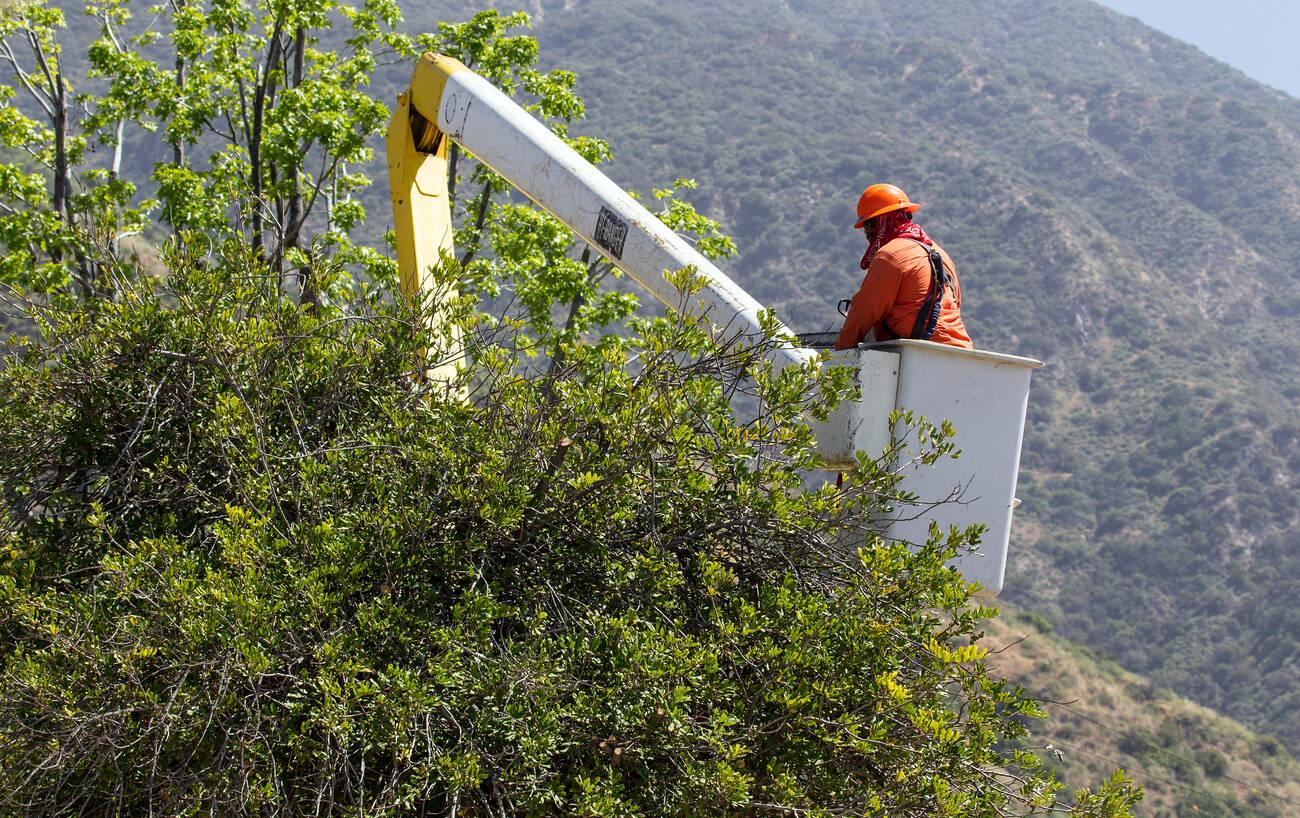 A man in an orange shirt is on the side of a tree.
