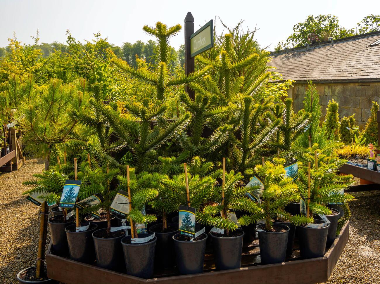 A group of potted plants sitting on top of a table.