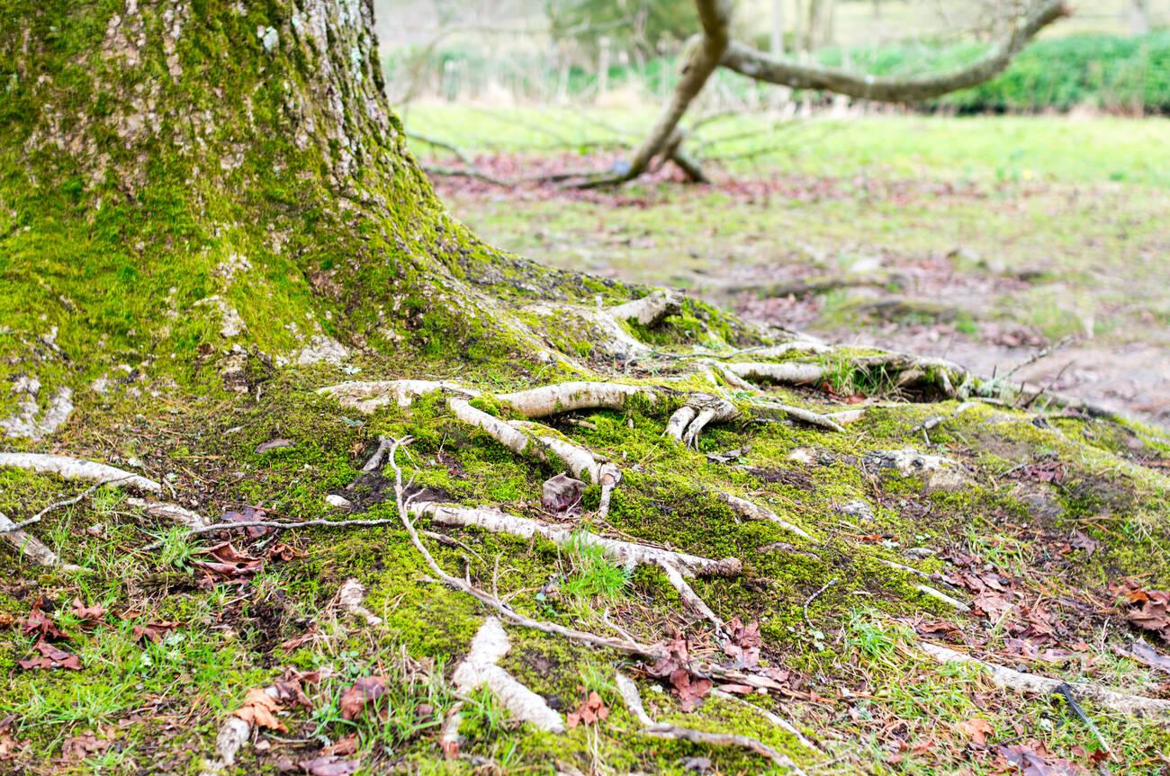 A tree with moss and roots in the middle of it.