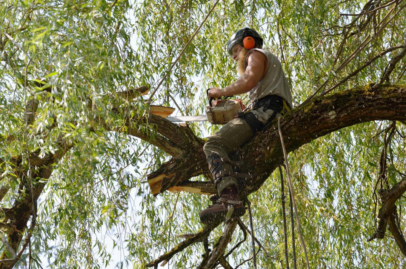 A man in grey shirt on tree branch with saw.
