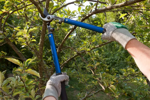 A person holding a pair of gloves on to a tree branch.