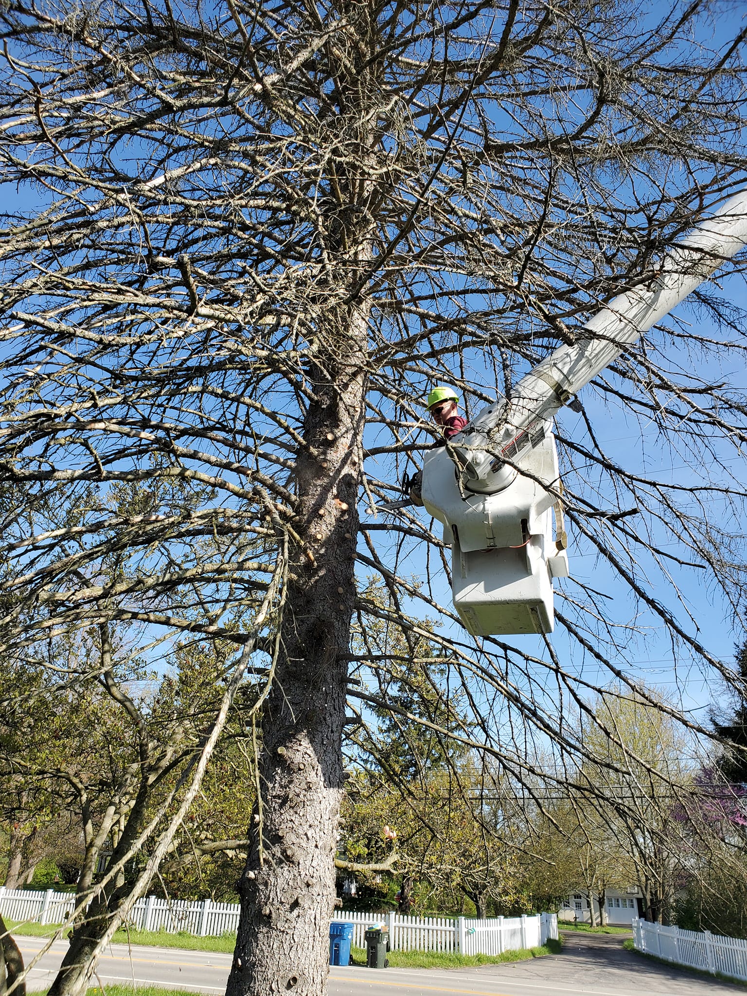 A man in a cherry picker is up high on the tree.